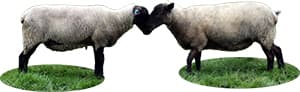 羊画像