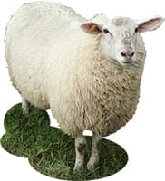 羊画像